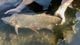 Video thumbnail: Almanac Tracking the Silver Carp on the St. Croix River