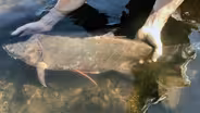 Tracking the Silver Carp on the St. Croix River