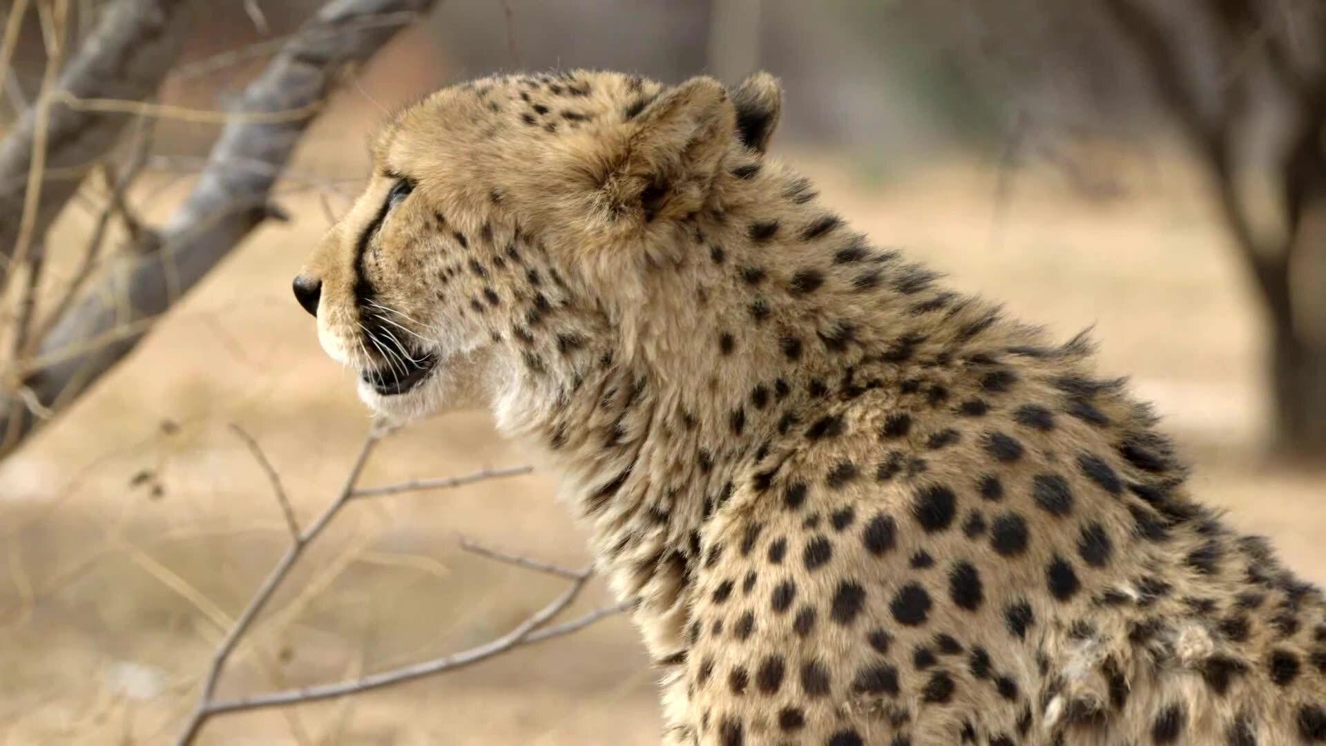 One woman’s mission to help save cheetahs from extinction