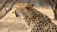 One woman’s mission to help save cheetahs from extinction