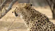 One woman’s mission to help save cheetahs from extinction