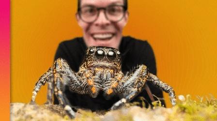 Video thumbnail: Be Smart Why 8 Eyes Are Better Than 2 (…If You're a Spider)
