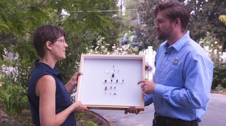 Video thumbnail: Modern Gardener Helping the Bees in Your Backyard