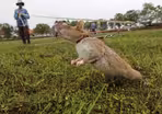 How giant African rats are finding land mines in Cambodia