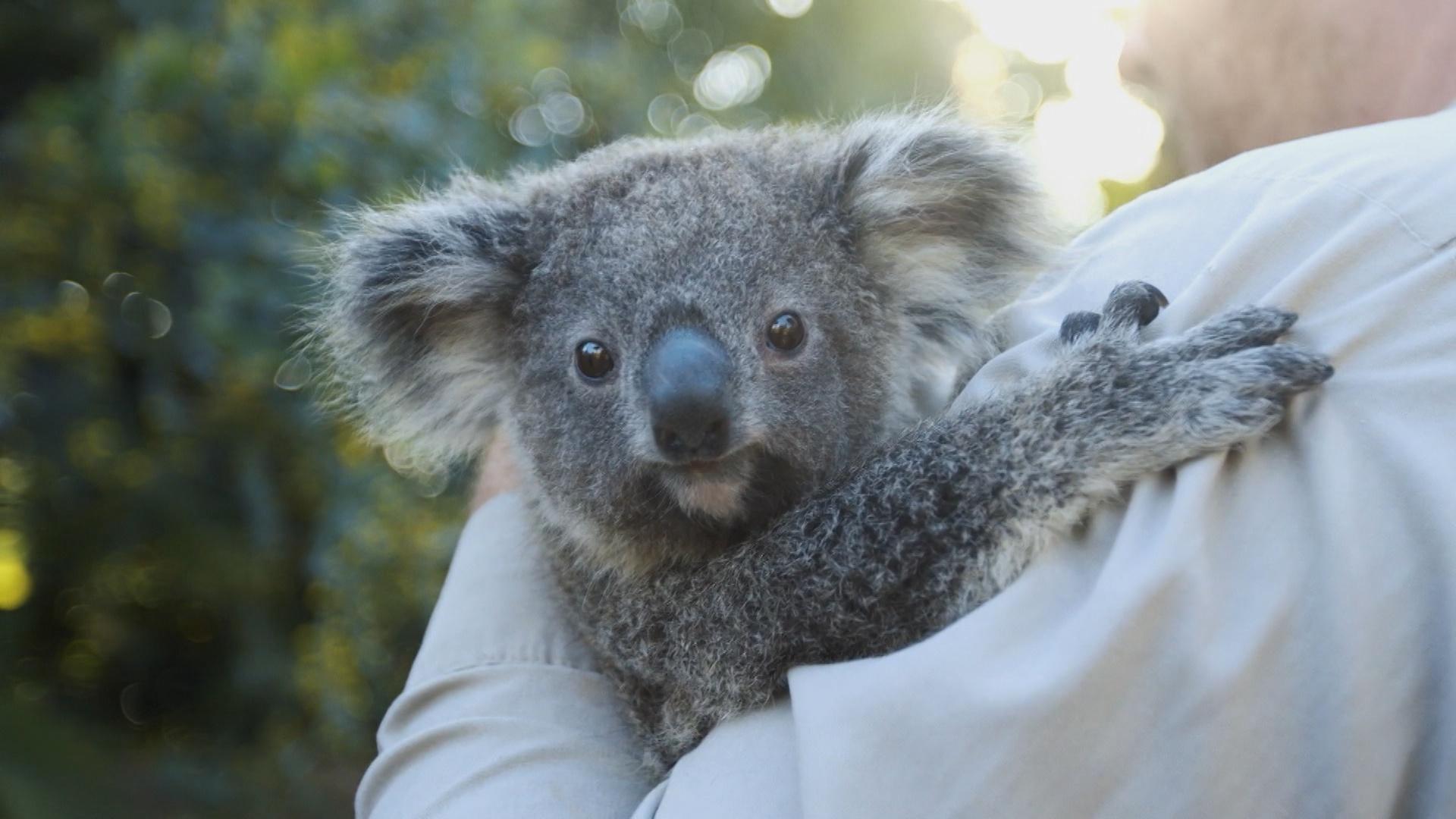 Camp TV | Koala Joeys | Season 2021 | PBS