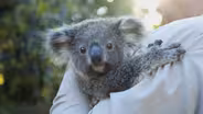 Koala Joeys