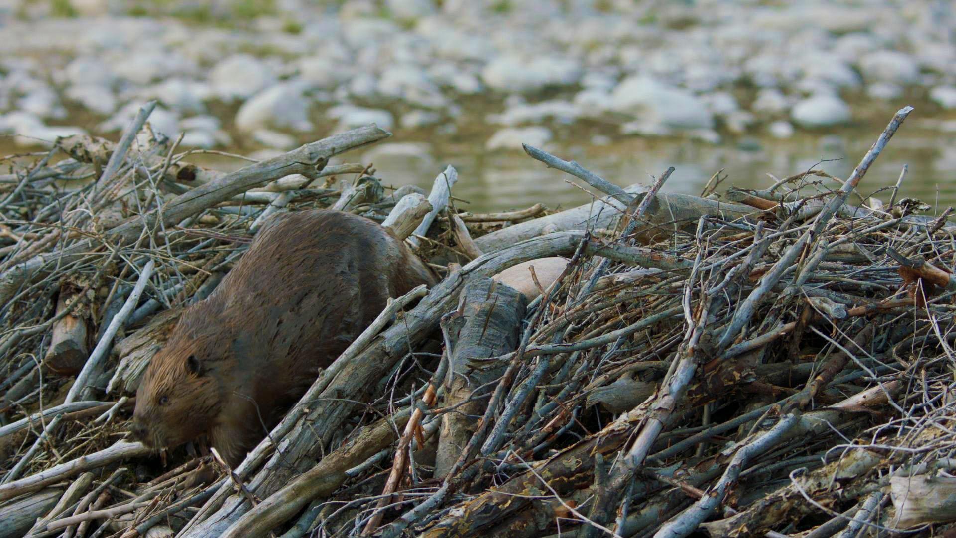 Beaver Evacuation Great Yellowstone Thaw Programs PBS SoCal