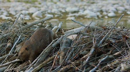 Beaver Evacuation