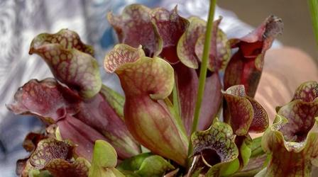 Video thumbnail: Virginia Home Grown Build a Bog Garden in a Container