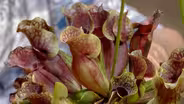 Build a Bog Garden in a Container