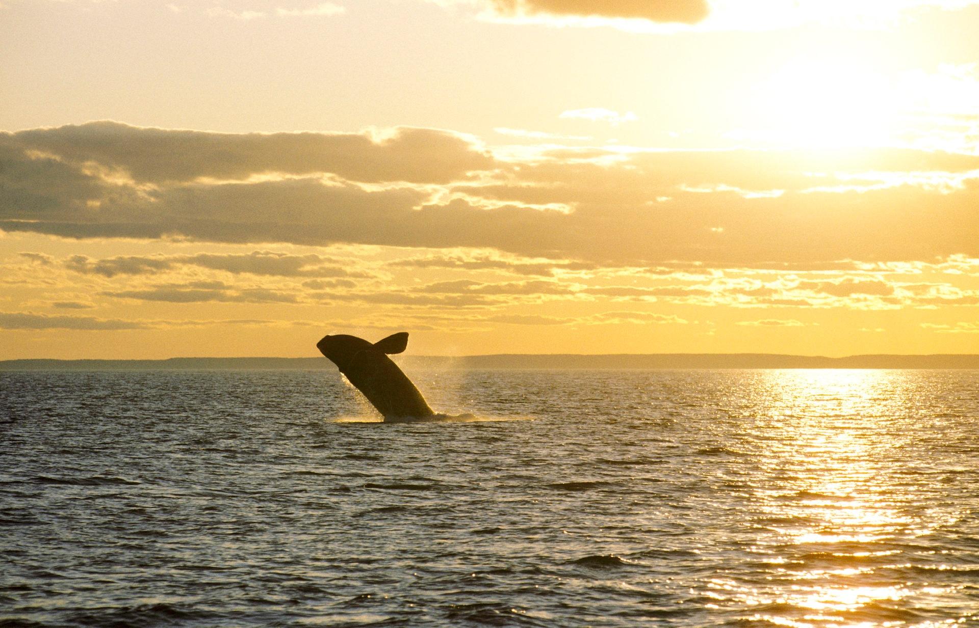 PBS NewsHour Lobstermen say regulations to save whales will kill business Season 2023 PBS