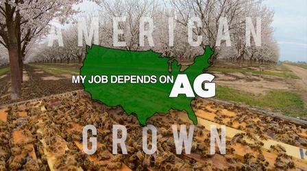 Video thumbnail: American Grown: My Job Depends on Ag Busy Bees
