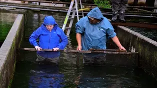 Field Trip to Sunburst Trout Farms
