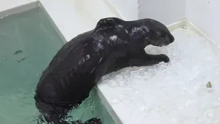 Sea Otters Trained at Shedd Aquarium to Help Rescued Pups