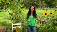 Growing Sunflowers