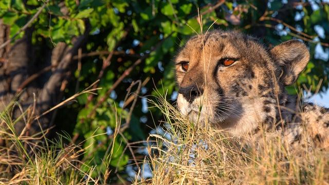 Big Cats 24/7 | Reunion