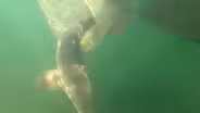 Sturgeon Return to the Red