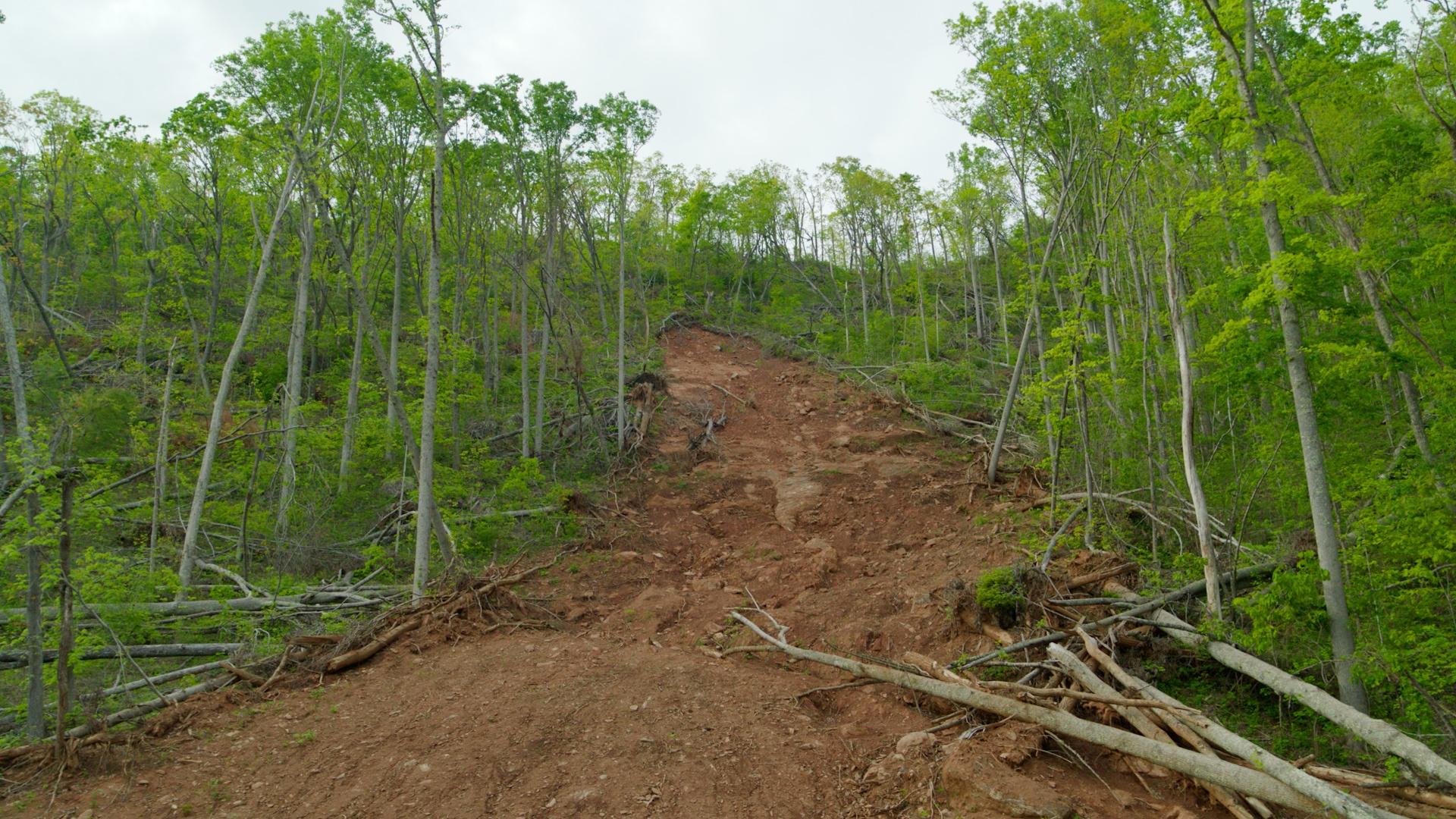 A path of leveled forest, after Hurricane Helene.