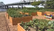 Public community garden opens in Burlington County