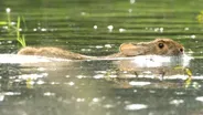 Swimming Rabbits Caught on Camera