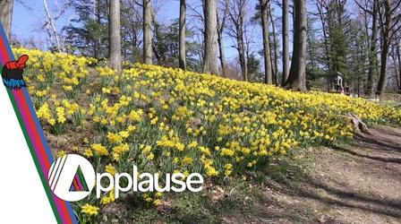 Video thumbnail: Applause Applause April 22, 2022: Daffodil Hill, Letterpress Jess