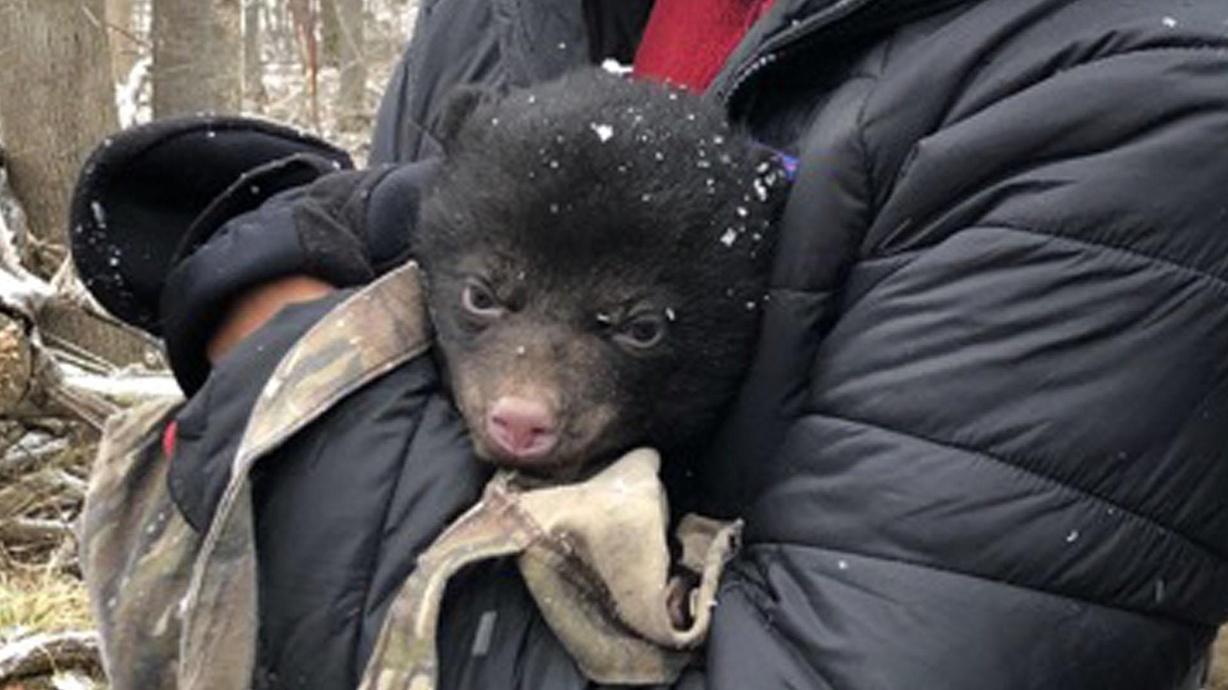 Bear Cub Check Up | Watch Nature on PBS Wisconsin
