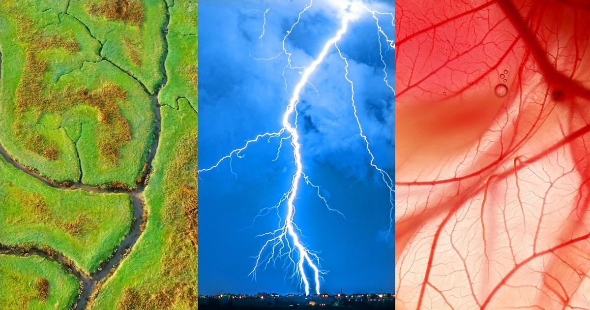 Be Smart | Why trees look like rivers and also blood vessels and also ...