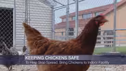 Bird Flu Spread Could Affect Poultry Producers