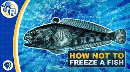 Video thumbnail: Reactions Why Don’t Antarctic Fish Freeze to Death?