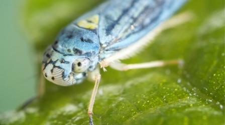 Video thumbnail: Deep Look Sharpshooter Insects’ Vibrations Spell Trouble in Vineyards