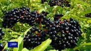 You Bet Your Garden S4 Ep 24 A New Look at Elderberries