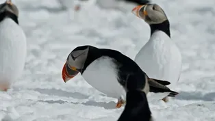 Puffins Fight Dirty