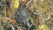 Turtle Swimming in Lincoln Park Pond