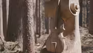 The fight to save an Italian forest prized by Stradivari