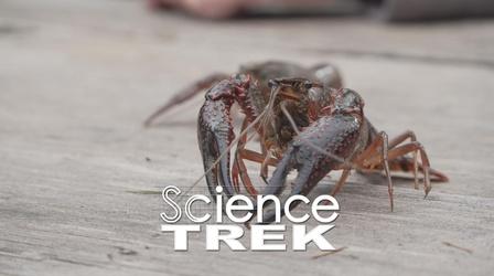 Video thumbnail: Science Trek Animal Adaptation: Is it Crayfish or Crawdad?