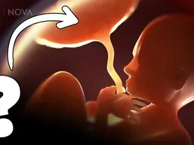 Placenta: The Incredible Organ You Make During Pregnancy