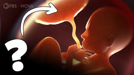 Video thumbnail: Parentalogic Placenta: The Incredible Organ You Make During Pregnancy