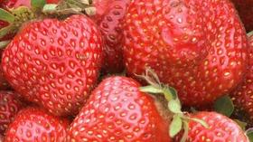 Video thumbnail: Backyard Farmer Backyard Farmer: Strawberries and Boxwood Hedges