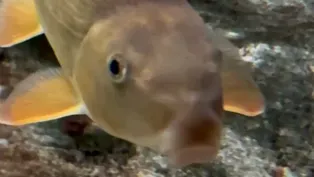 Sucker Fish in Shedd Aquarium’s Great Lakes Exhibit