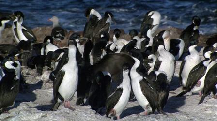 Video thumbnail: The Desert Speaks Penguins in a Patagonia Desert