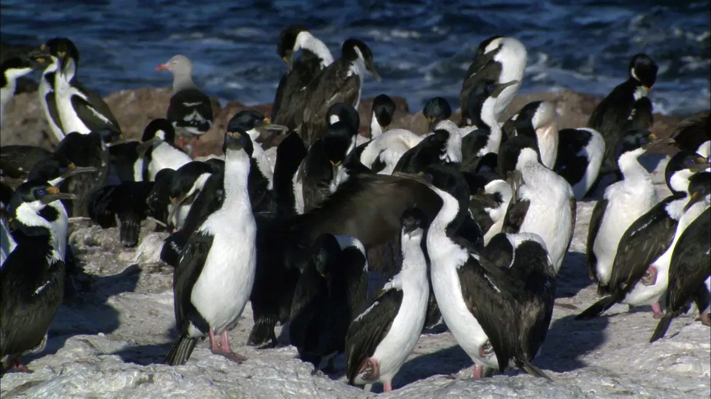 Penguins in a Patagonia Desert