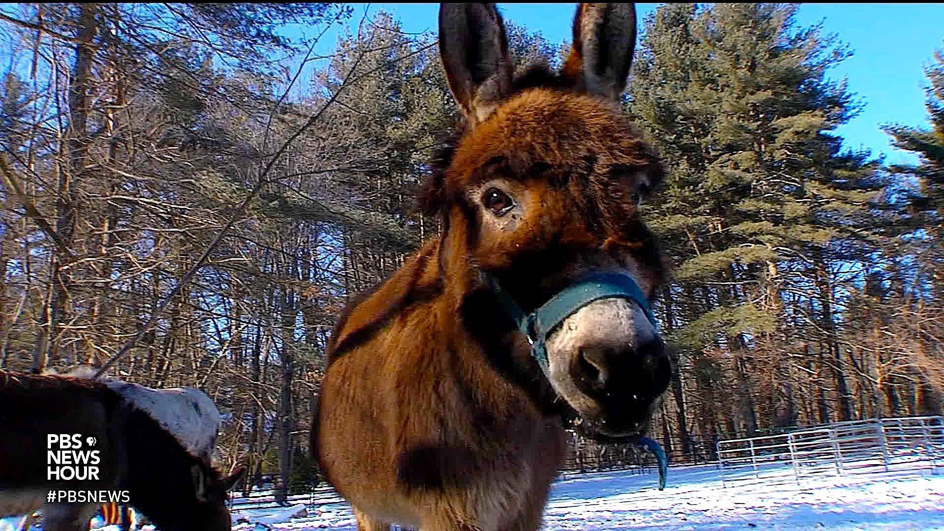 How donkeys can help kids with autism process their feelings