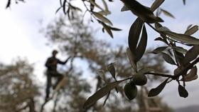 Video thumbnail: PBS NewsHour Palestinian cookbook celebrates a culture without a country