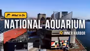 A Magical Day at the National Aquarium with Dolphins, Sharks, and Jellyfish