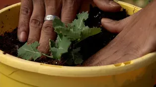 Enjoy gardening while staying safe