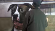 An Act of Dog