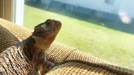 Video thumbnail: Emerging Voices Behavior | How to Take Care of a Bearded Dragon