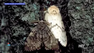 Kentuckians Warned to Watch Out for a Certain Kind of Moth