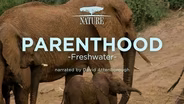 TRAILER | NAAT 4407 | Parenthood: Freshwater