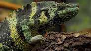 ANIMAL ADAPTATIONS: CHAMELEON AND BLUE AND GOLD MACAW